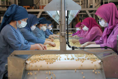 Fındığın Giresun’dan dünyaya ihracatında kadınlar önemli rol oynuyor