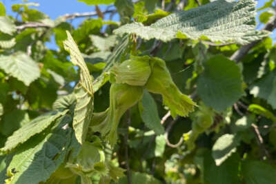 Fındık ihracatından 1,76 milyar dolar gelir