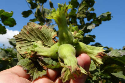 Kaliteli fındık için ‘erken hasat yapmayın’ uyarısı