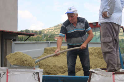 Kekik rekoltesi yarı yarıya düştü