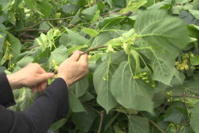 Kilosu 500 lirayı bulan ıhlamurun hasadına başlandı