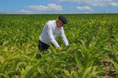 Konya ovasında pancar üretimi artıyor
