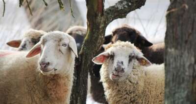 Kredili kurbanlara 'faiz' uyarısı