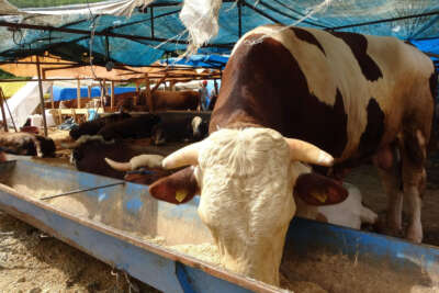 Kurban pazarının 'Paşa'sı alıcısını bekliyor