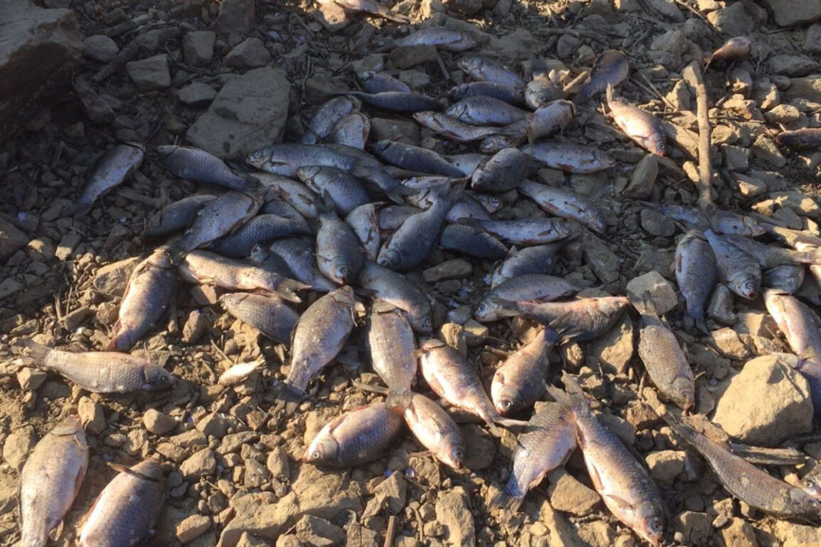 Manisa'da baraj suları tahliye edilince balıklar telef oldu