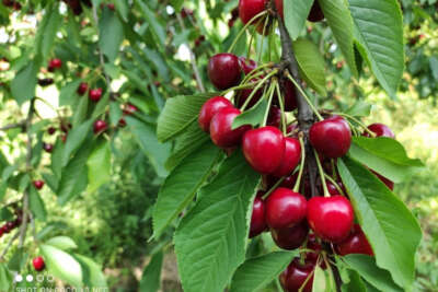 Meşhur Napolyon kirazı dalda kaldı