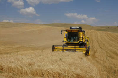Muş’ta yılın ilk arpa hasadına başlandı