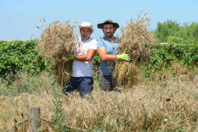 Nilüfer'de ekolojik buğdayda hasat dönemi