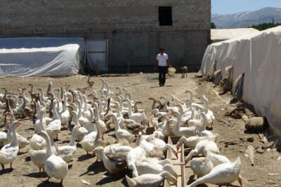 Öğretmenliği bırakıp kaz üretim çiftliği kurdu
