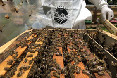 Sakarya balı, 5 ülkeye ihracat için hazırlanıyor