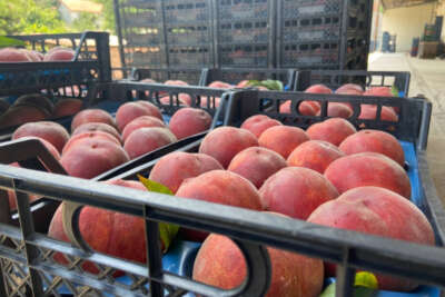 Şeftalide hasat başladı, rekoltede yüzde 50 düşüş var