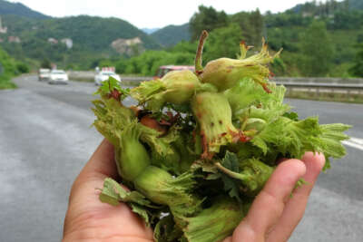 Sezonun ilk fındığı tezgahlarda