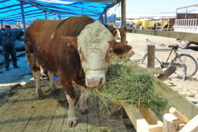 Tokat’ta, 1.4 tonluk ‘Şampiyon’ pazarın gözdesi
