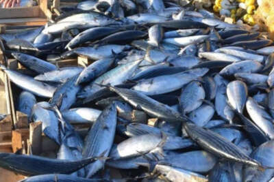 Yasakların bitmesine 45 gün kala balıkçıların gözü palamutta