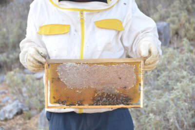 2 bin metrede kovanından çıkmadan satılıyor, kilogramı 150 TL den alıcı buluyor