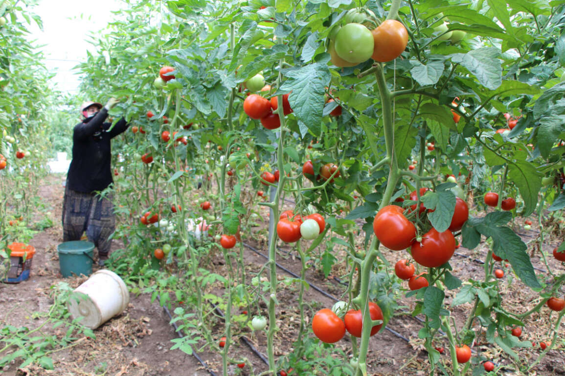Amasya'da domates, üreticisini sevindirdi