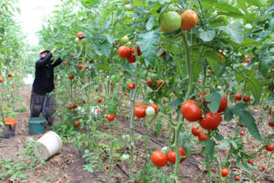 Amasya'da domates, üreticisini sevindirdi