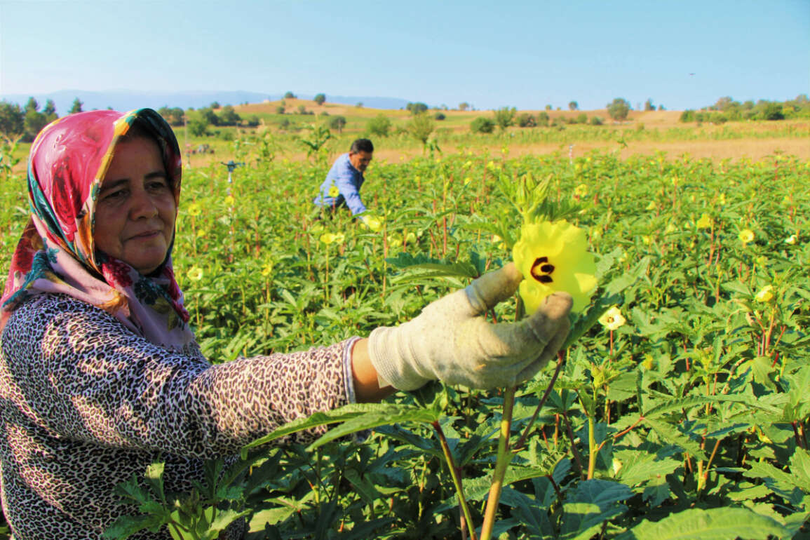 Amasya’da tescilli ‘çiçek bamyası’nın hasadı başladı: Kilosu 200 lira