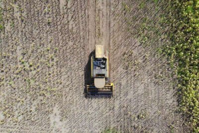 Ayçiçeği hasadı başladı