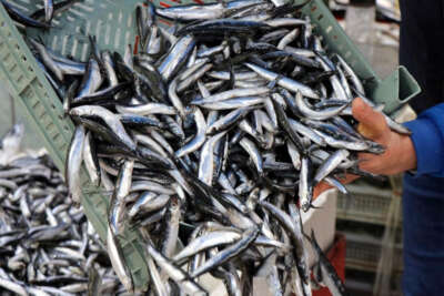 Bu sene palamut yerine hamsinin senesi olacak