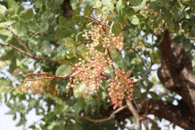 Bu ürün en çok Arap ülkeleri tarafından tüketiliyor, kilosu altınla yarışıyor