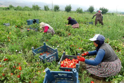 Domates tarlada 1, markette 5 lira