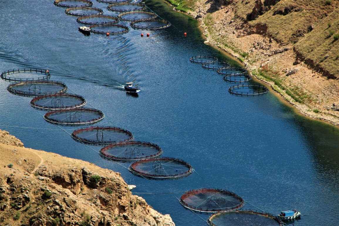 Elazığ’da üretilen 21 bin ton alabalık, 25 Avrupa ülkesine ihraç ediliyor
