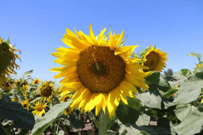 Hububatta düşük verim üreticiyi ayçiçeğine yöneltti