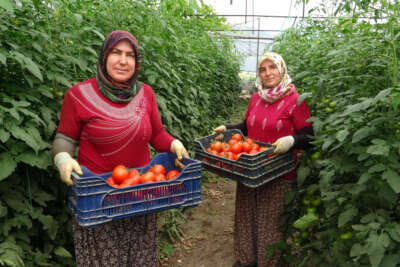 Isparta’da yayla şartlarında domates hasadı