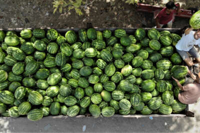 Karpuz ve kavun ekenin bu yıl yüzü güldü