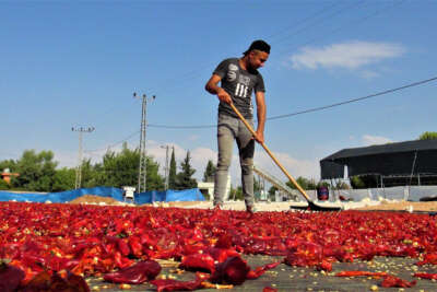 Şanlıurfa’da acı telaş