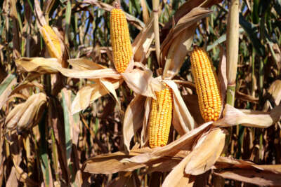 'Sarı altın'da hasat başladı