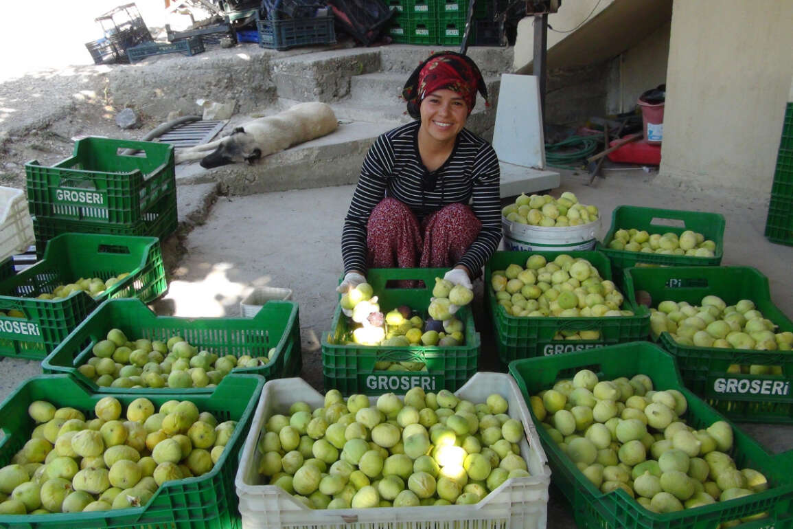 Silifke’de yaş incir 10 lira, kuru incir ise 50 liradan satılıyor