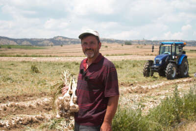 Taşköprü’deki sarımsak model üretim alanında verim yüzde 20 arttı