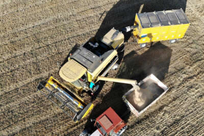 Tokat’ta buğday rekoltesinde artış bekleniyor