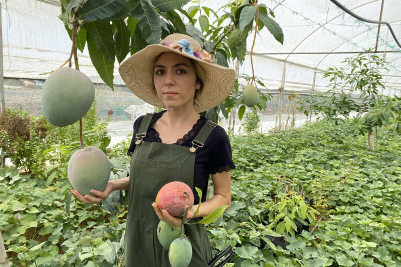 Üniversiteli Burçin mezun olup çiftçiliğe başladı, ilçedeki ilk mango hasadını yaptı