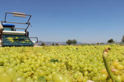 Üzümcünün kulağı bakandan gelecek müjdeli haberde