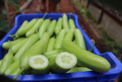 Ağustos'ta fiyatı en fazla artan ürün salatalık oldu