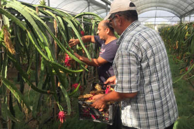 Baba-oğlun ejder meyvesi merakı örnek oldu
