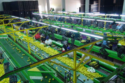 Balkan ülkelerine limon ihracatı başladı