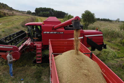Beyaz altın çeltikte hasat başladı