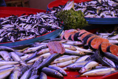 Bu yıl palamut yok denilecek kadar az