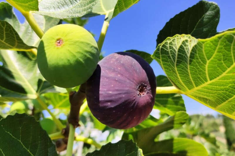 Bursa'nın siyah inciri Çin pazarına girmeye hazırlanıyor