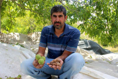 Ceviz hasadı üreticiyi üzdü, rekolte 10’da bire düştü