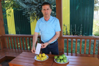 Çiftçinin çöpe attığı ıskarta limon marketlerde 6 lira