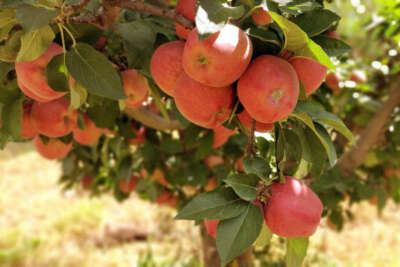 Doğanşehir elmasında hasat zamanı
