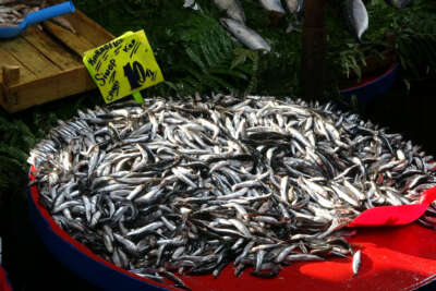 Hamsi 10 liraya düştü, marul fiyatları tavan yaptı