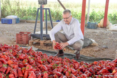 Karacabey’de kırmızı biber bereketi