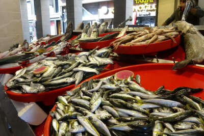 Karadeniz’de istavrit ve çinekop bolluğu