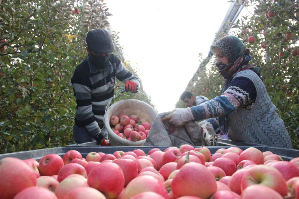 Karaman’da günlük 13 bin kişi elma toplamaya gidiyor